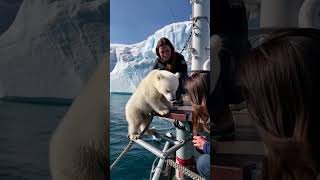 🐻‍❄️ Tiny Polar Bears Heartwarming Rescue 😍 PolarBearRescue WildlifeConservation ArcticAnimals [upl. by Htenek453]