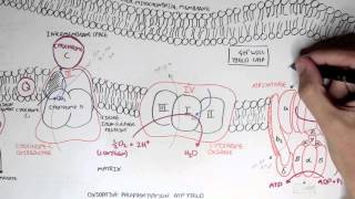 Part II  Oxidative Phosphorylation Electron Transport Chain [upl. by Ykcim]