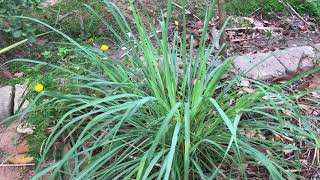 Lemon Grass Cymbopogon citratus [upl. by Ardnazxela]