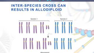 Lesson 93 Allopolyploidy [upl. by Madalena]