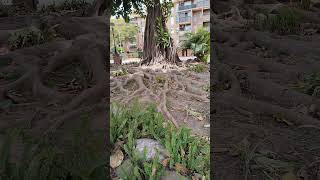 Benalmádena Málaga Costa del sol Árbol [upl. by Marguerite]