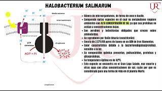 Archeas  Halobacterium Salinarum  Trabajo Grupal  Microbiología VII semestre [upl. by Odnalref748]