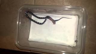 How to get a hatchling corn snake to eat 13 [upl. by Bornie]