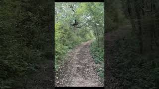 Wildcat Trail at Government Canyon SNA shorts nature hiking trails optoutside [upl. by Mauceri]