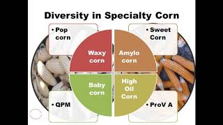 Diversity in Maize Color Grain Shape amp Use Specialty Maize Interesting Comparison UrduHindi [upl. by Assirac]