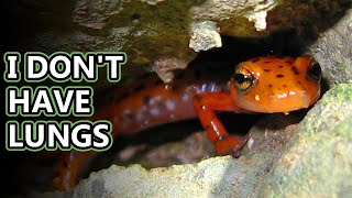 Lungless Salamander facts guess how they smell  Animal Fact Files [upl. by Eleanor]