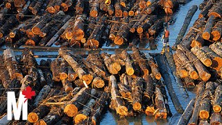 What it feels like to be on a log drive on BC’s Fraser River [upl. by Ylelhsa]