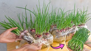 Growing green onions hydroponically in plastic cups  Anyone can do it with high productivity [upl. by Hasheem]