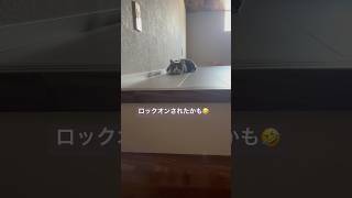 逆光ampピントあってない？ ねこ好き ねこのいる生活 ロックオン [upl. by Vorster]