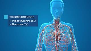 Thyroid Gland Anatomy Video [upl. by Nalda]