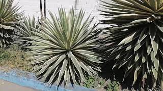 Agave vivipara linneaeus o Maguey espadin [upl. by Enwahs]