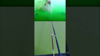 fishing Watch how I reel it invisual carpfishing bassfishing carp fishingtips [upl. by Aurelius228]