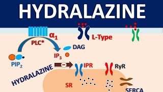 Hydralazine  How it acts as vasodilator [upl. by Wiltshire]