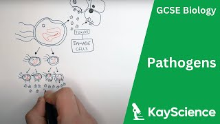 Pathogens Bacteria Viruses Fungi amp Protists  GCSE Biology  Kaysciencecom [upl. by Aelaza]