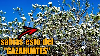 quotCAZAHUATESquot O CACAHUATES fruit [upl. by Eenitsed]