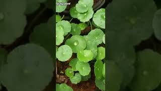 PennywortHydrocotyle vulgarisvs Indian PennywortCentella asiaticashortvideo youtubeshorts [upl. by Alyled513]