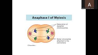 A Level Biology 9700 Topic Meiosis [upl. by Yleak]