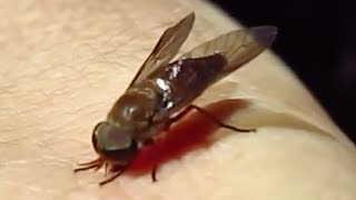 🪰 Horsefly bites and wounds me an experiment and explanation [upl. by Hammel]