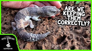 The Pilbara knobtailed gecko See them in the wild learn how to keep them in captivity [upl. by Selina]