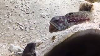 Two Fish Fight by Spitting Sand on Each Other  999462 [upl. by Azne]