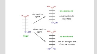 3 important reactions of Monosaccharides Phosphorylation Oxidation Glycosidic bond formation [upl. by Eatnom470]