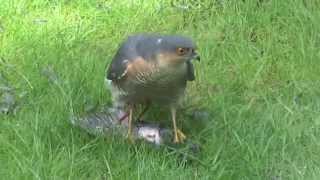 sparrowhawk amp starling 4 [upl. by Hrutkay]