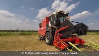 Camelina  Biofuel for your farm [upl. by Volnay]