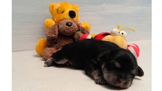 La historia de una Perrita Cachorra  El diario de Pikis  Winnie Pooh  Toys pets amp kids jugando [upl. by Rianna]