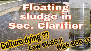 Floating sludge in secondary clarifier  MLSS getting low  Science Classes [upl. by Isak924]