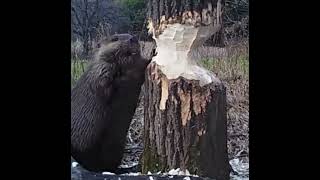 Beavers pause while chewing trees and listen to determine which way it will fall [upl. by Leoj]