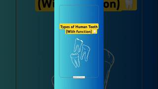 Types of Human teeth🦷with function trendingshorts dentist teeth brightsmile smileknowledge [upl. by Ahsaet993]