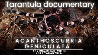 Into the Wild Exploring the Enigmatic World of Acanthoscurria Geniculata  A tarantula Documentary [upl. by Valenta142]