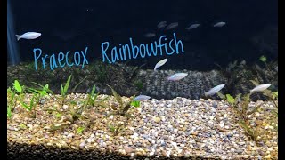 Adding Rainbow Fish to Planted Tank [upl. by Tereb570]