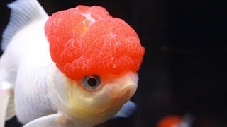 The Red Cap Oranda Goldfish [upl. by Costanzia]