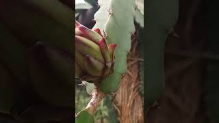 Check out the Thylocereus Costaricensis flowerred flesh dragon youngfarmer dragonfruitfarmer [upl. by Halullat489]