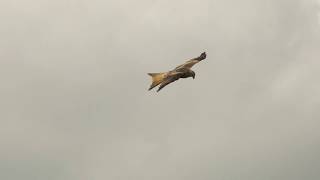 Red Kite In Flight [upl. by Wetzel]