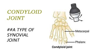 Condyloid joint type of synovial joint  BIOLOGY ARTICLES AND MCQS [upl. by Dnomder]