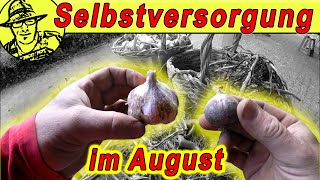 Der Selbstversorgergarten im August 2020 Mit Hochbeet Knoblauch und Kartoffelernte [upl. by Derwin]