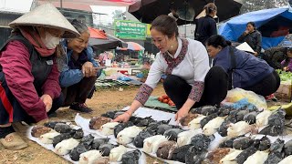 Vang Hoa sells pigeons at the market  King Kong Amazon harvests cassava to make wine vang hoa [upl. by Kuehnel]