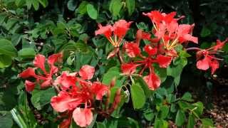 Red Orchid Tree  Bauhinia galpinii Seed Pods HD 05 [upl. by Lleryd]