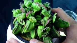 PlantH01 Cephalotus follicularis Hummers Giant  biweekly maintenance – 10624 [upl. by Francesca52]