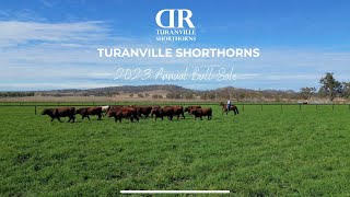 Turanville Shorthorns 2023 Bull Sale Preview [upl. by Lundin]