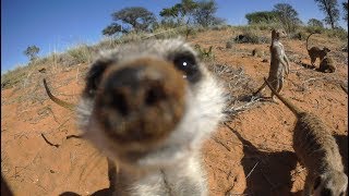 Robot Meerkat Babysits Cute Meerkat Babies [upl. by Soelch240]