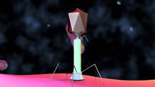 Bacteriophage T4 Virus  3D Animation [upl. by Elleoj]