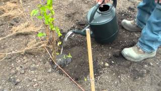 How To Plant A Bareroot Hedge [upl. by Eihs880]