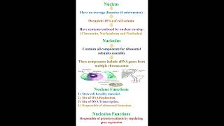 Functions of Nucleus and Nucleolus geneticteacher [upl. by Ainirtac]