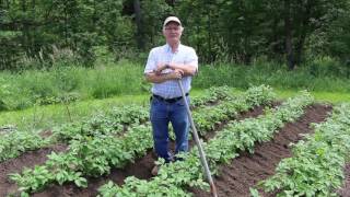 How to mound potatoes [upl. by Ontina]