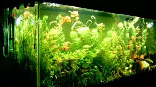 3 week growth planted aquarium time lapse [upl. by Cornall]