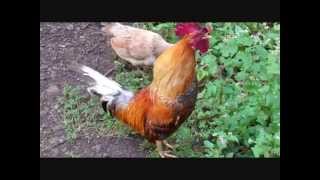 ROOSTER crowing compilation [upl. by Yurik364]