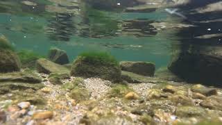 hike Shuswap Falls and Mabel Lake  Lumby BC Canada britishcolumbia views nature relaxing [upl. by Niriam]